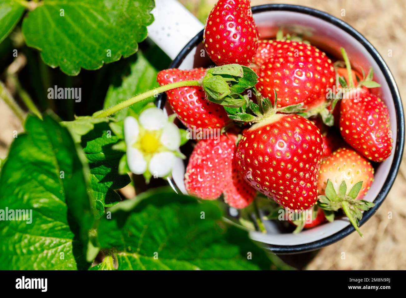 Les plantes de fraise poussent dans le jardin avec des fleurs blanches. Banque D'Images