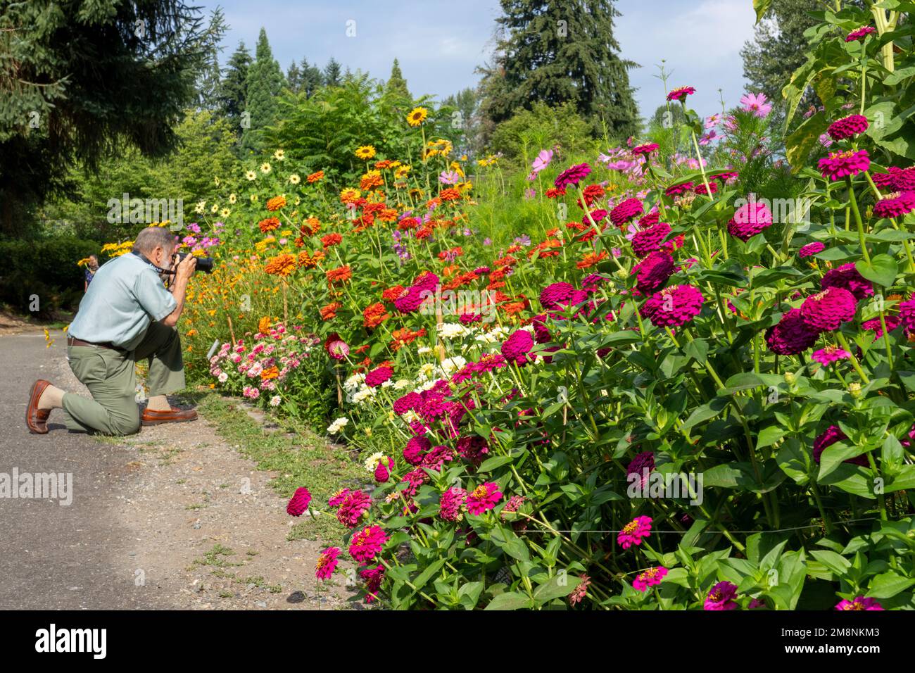 Bellevue, Washington, États-Unis. Homme photographiant une rangée de Zinnies élégantes de différentes couleurs et d'autres fleurs. Banque D'Images