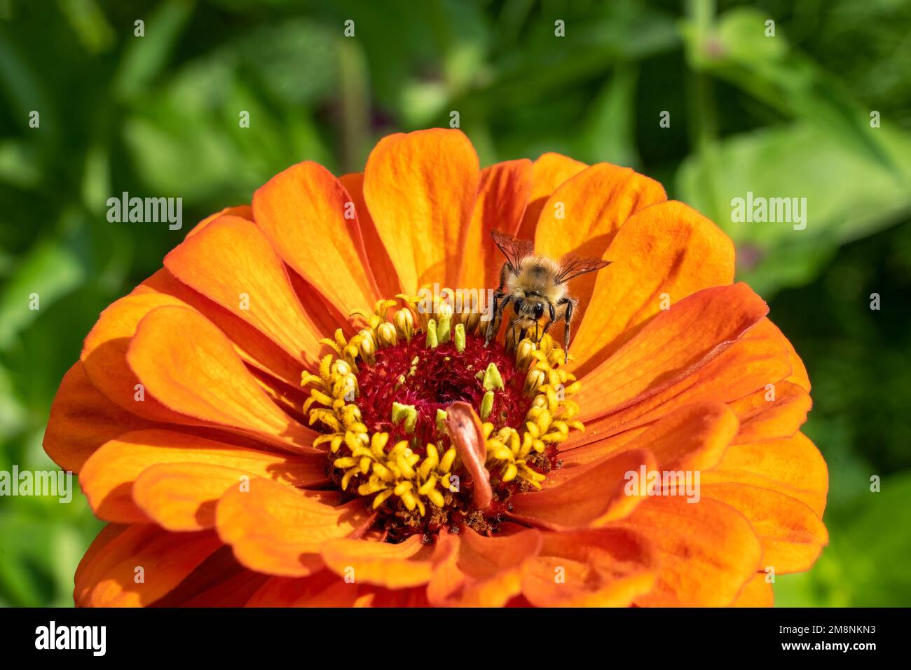 Bellevue, Washington, États-Unis. zinnia élégante avec une tête jaune Bumblebee. Banque D'Images