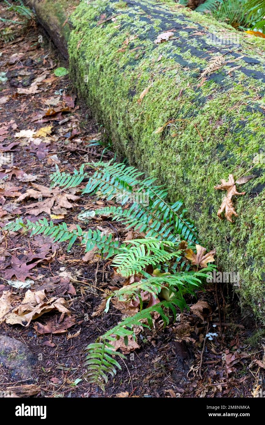 May Valley County Park, Issaquah, Washington, États-Unis. Bois recouvert de mousse avec l'espadon de l'Ouest. Banque D'Images