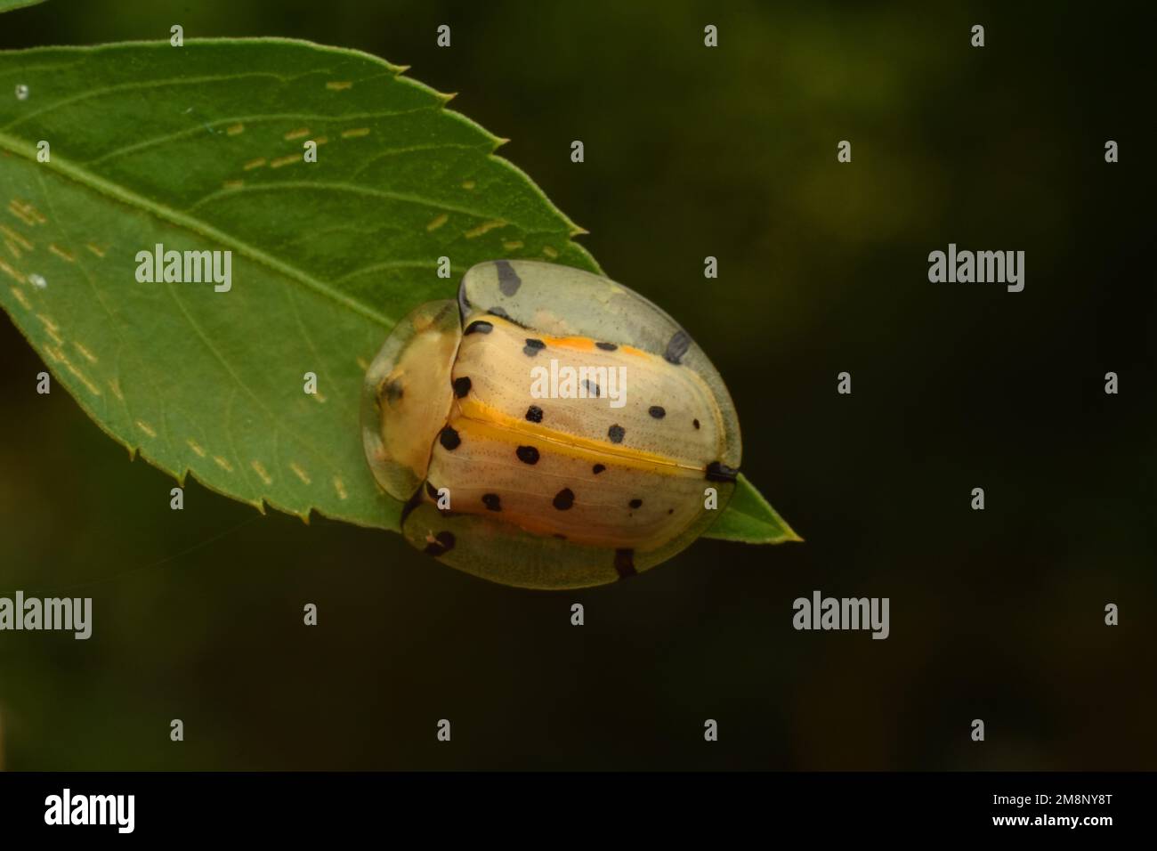 Vue rapprochée du coléoptère asiatique de la tortue ponctuée perché sur une feuille verte avec un arrière-plan sombre. Surakarta, Indonésie. Macro Banque D'Images