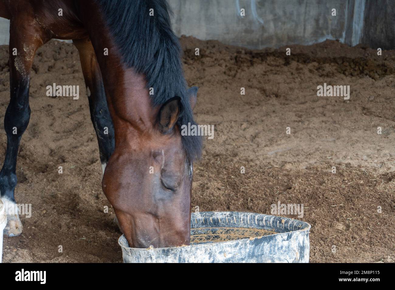 Cheval brun manger et boire dans un seau en plastique noir de près Banque D'Images