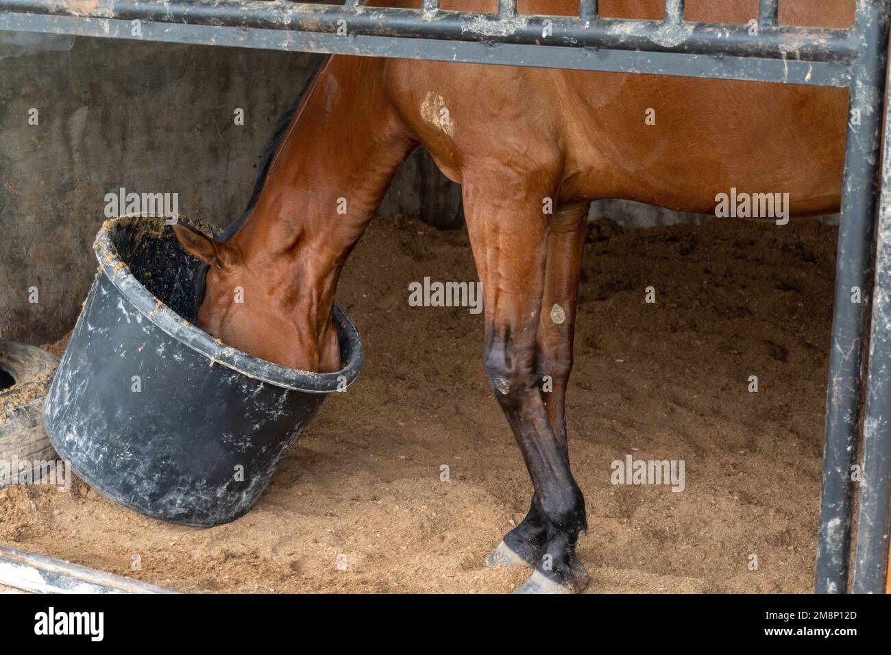 Cheval brun manger et boire dans un seau en plastique noir de près Banque D'Images