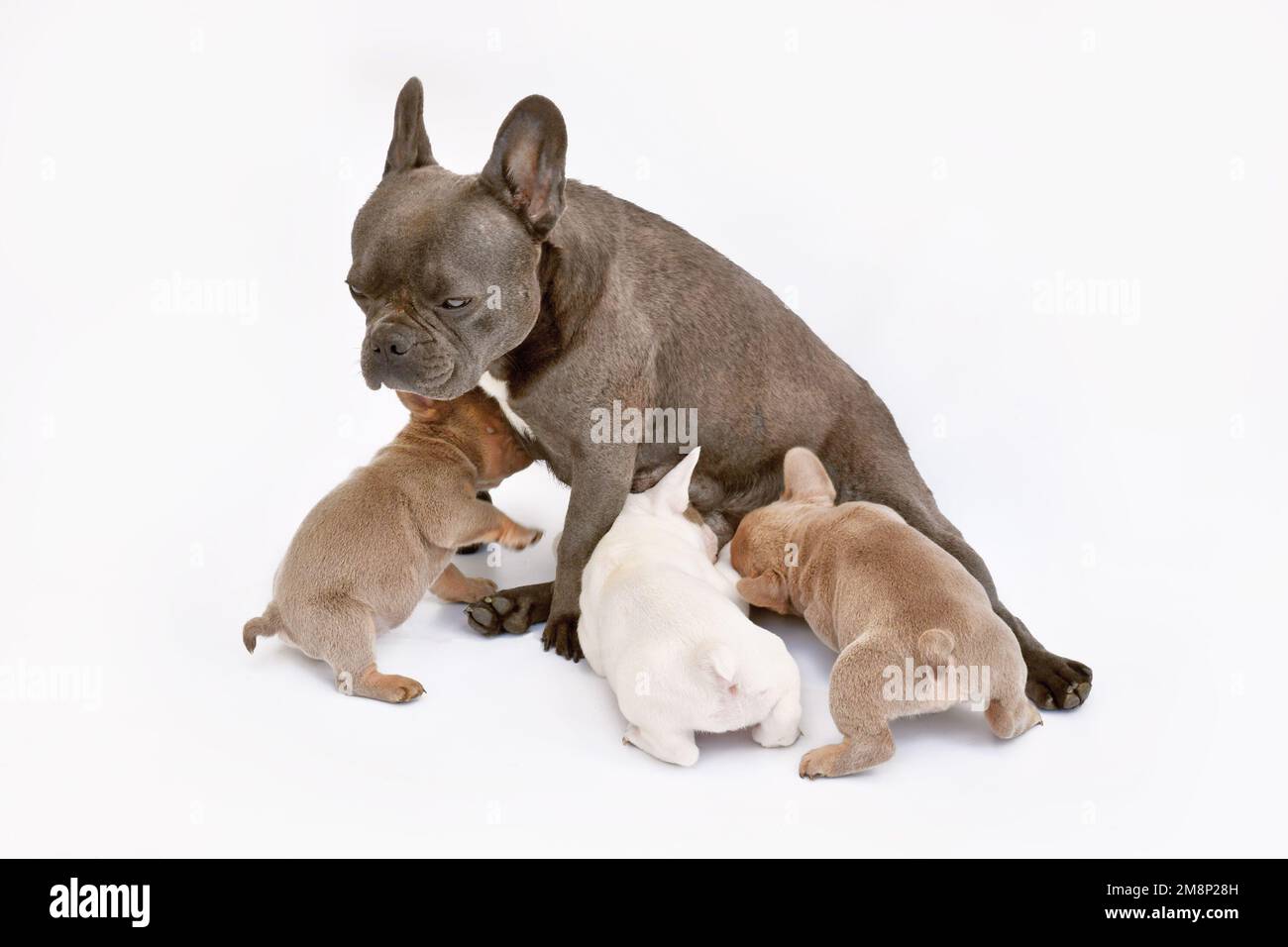 Chien de Bouledogue français qui allaite ses chiots Banque D'Images