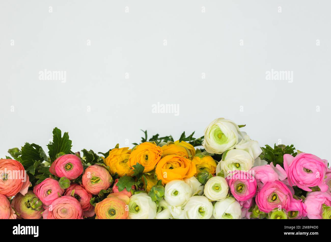 Fleurs ranunculus colorées sur fond blanc. Banque D'Images