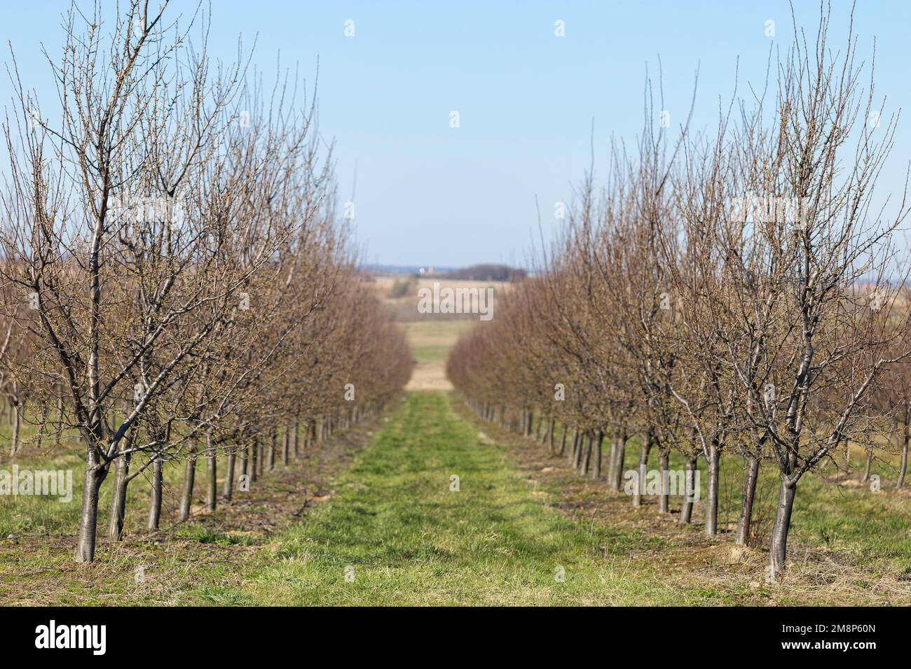 Jardin de prunes au début du printemps avant la floraison. Des rangées de pruniers dans un verger moderne. Agriculture. Des rangées de pruniers poussent. Banque D'Images