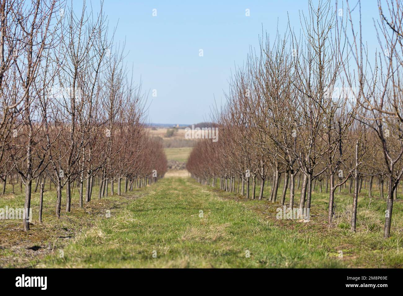 Jardin de prunes au début du printemps avant la floraison. Des rangées de pruniers dans un verger moderne. Agriculture. Des rangées de pruniers poussent. Banque D'Images