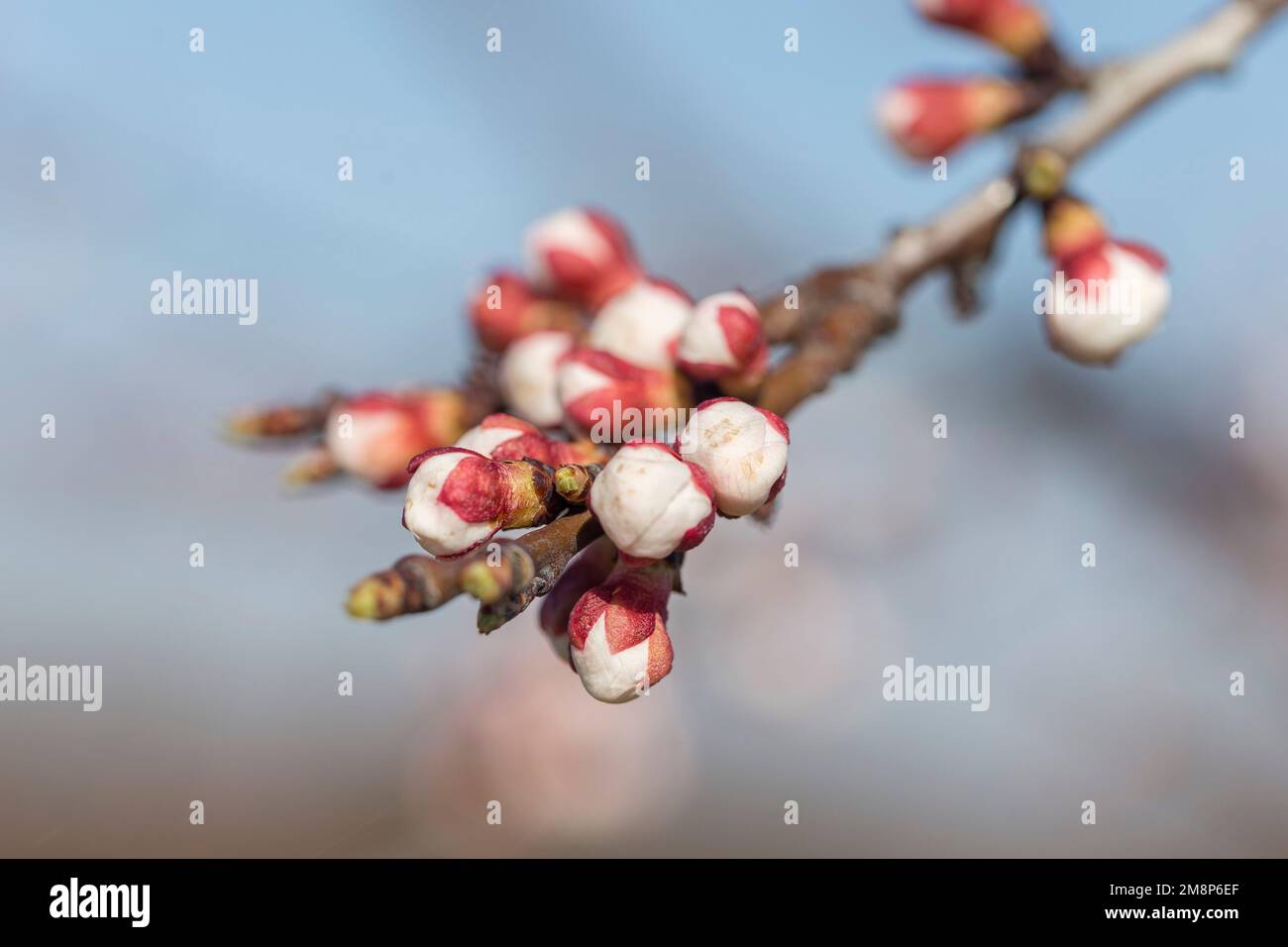 Boutons de fleurs d'abricot au moment de la floraison, macro. Jardin d'abricot et arbres au printemps quand les fleurs fleurissent. Agriculture. Banque D'Images