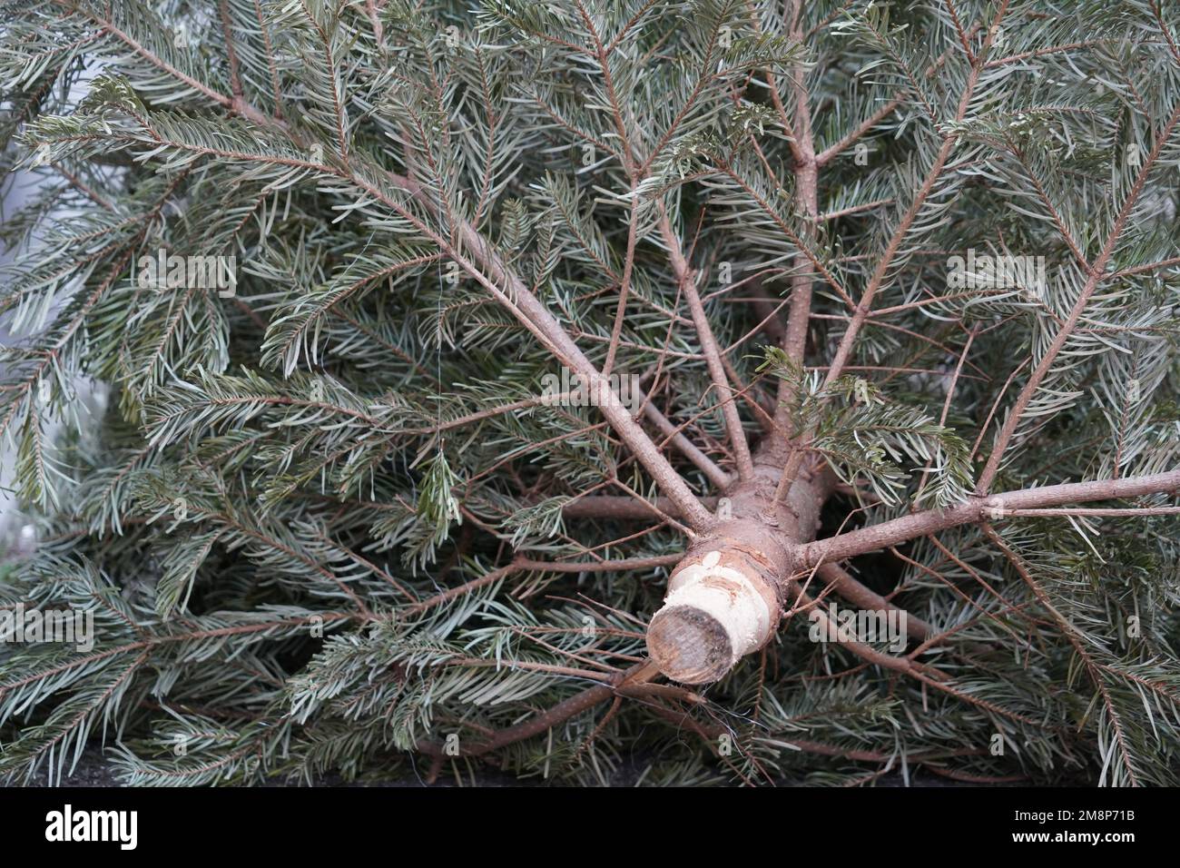 Arbre de Noël jeté lorsqu'il n'est plus nécessaire. Concentrez-vous sur la partie inférieure de l'arbre, sur le tronc sans écorce. Banque D'Images