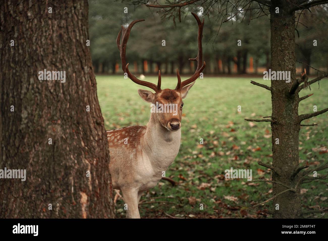 Un fier cerf de forêt regarde avec audace dans l'appareil photo, un portrait en gros plan d'un bel animal de forêt Banque D'Images