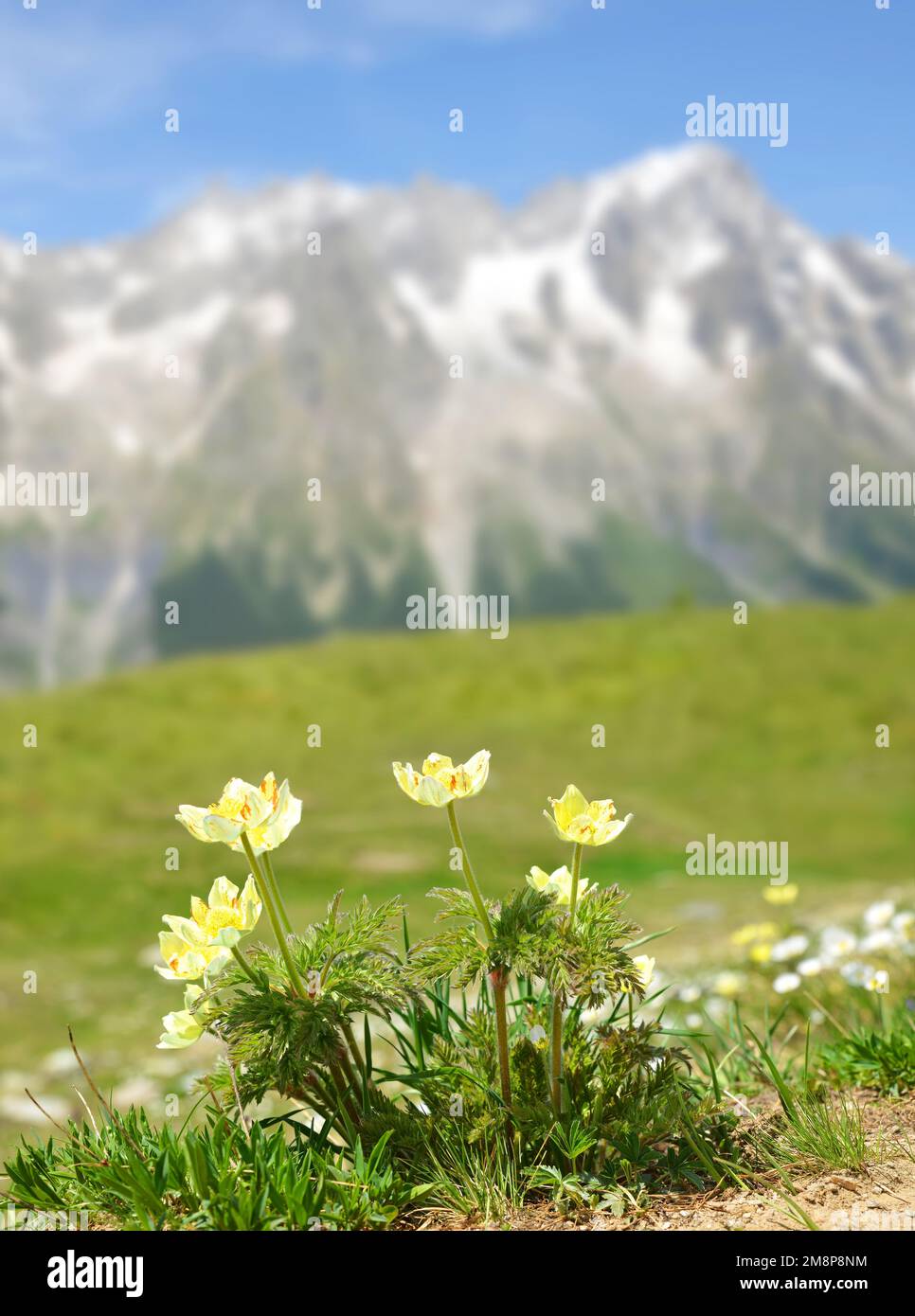 Fleur de montagne Pulsatilla alpina ou Anemone avec le mont grandes Jorasses en arrière-plan, massif du Mont blanc, Courmayeur, Italie. Banque D'Images