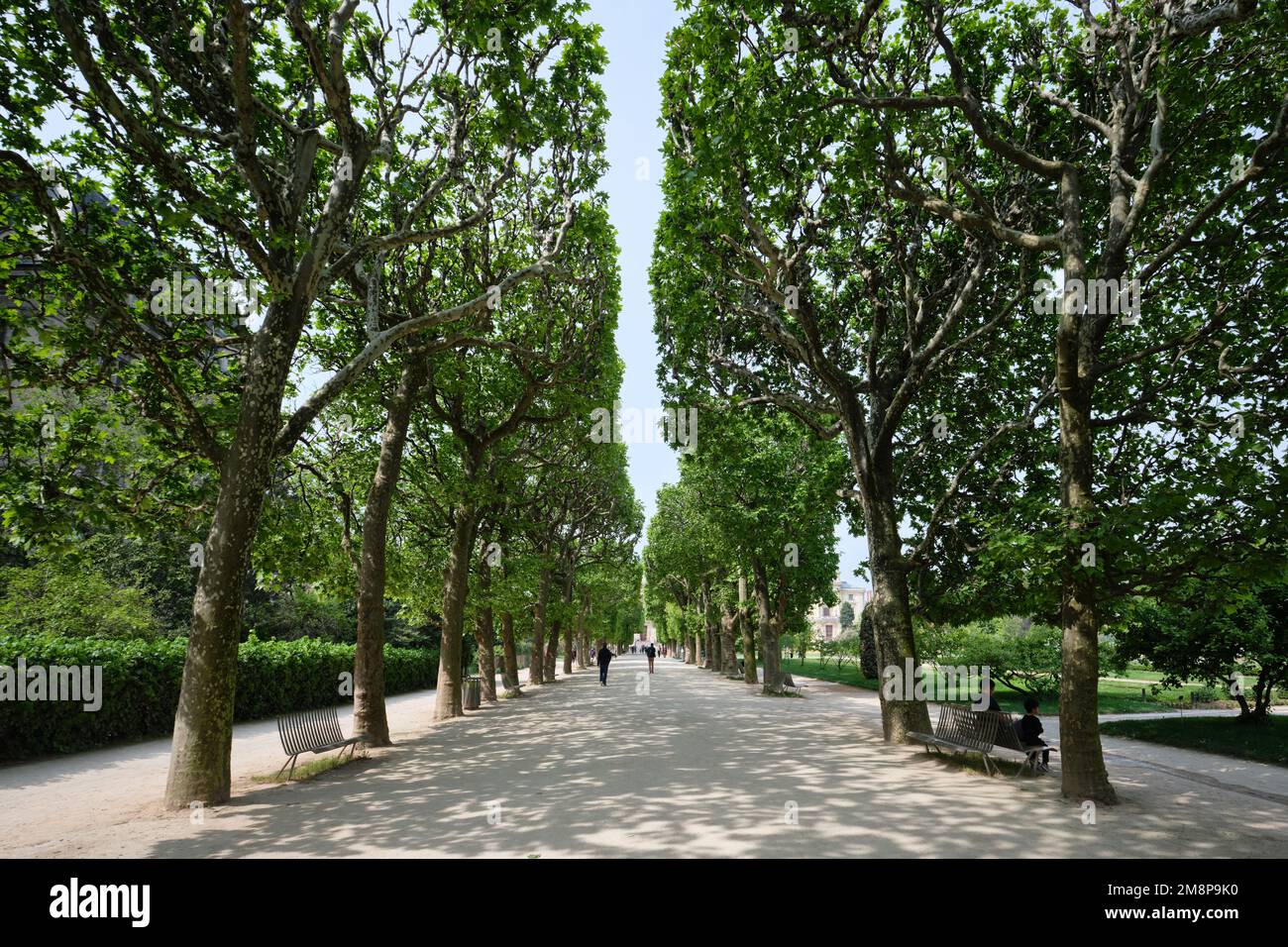 Paris, France - Mai, 2022: Jardin des plantes Musée National d'Histoire naturelle jardin des arbres verts rangées Banque D'Images