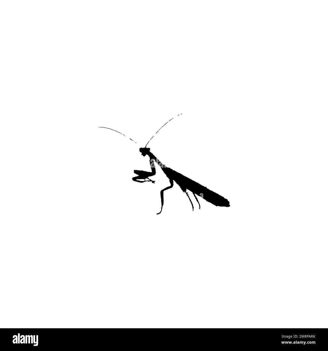 Icône Mantis. Symbole de fond d'affiche de la science des insectes de style simple. Élément de conception du logo de la marque Mantis. Impression de t-shirts Mantis. vecteur pour autocollant. Illustration de Vecteur