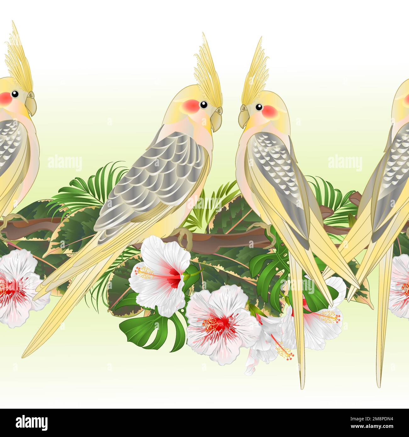 Bordure tropicale fond sans couture Cockatiel jaune mignon oiseaux tropicaux perroquets drôles et hibiscus blanc aquarelle style vintage vecteur Illustratio Illustration de Vecteur