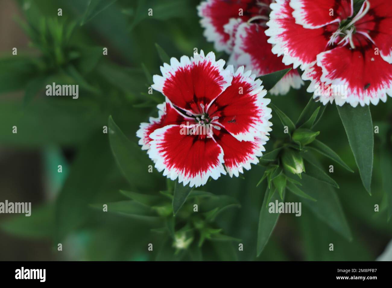 (Dianthus chinensis) ou fleur rose arc-en-ciel dans le champ naturel le jour ensoleillé. Banque D'Images