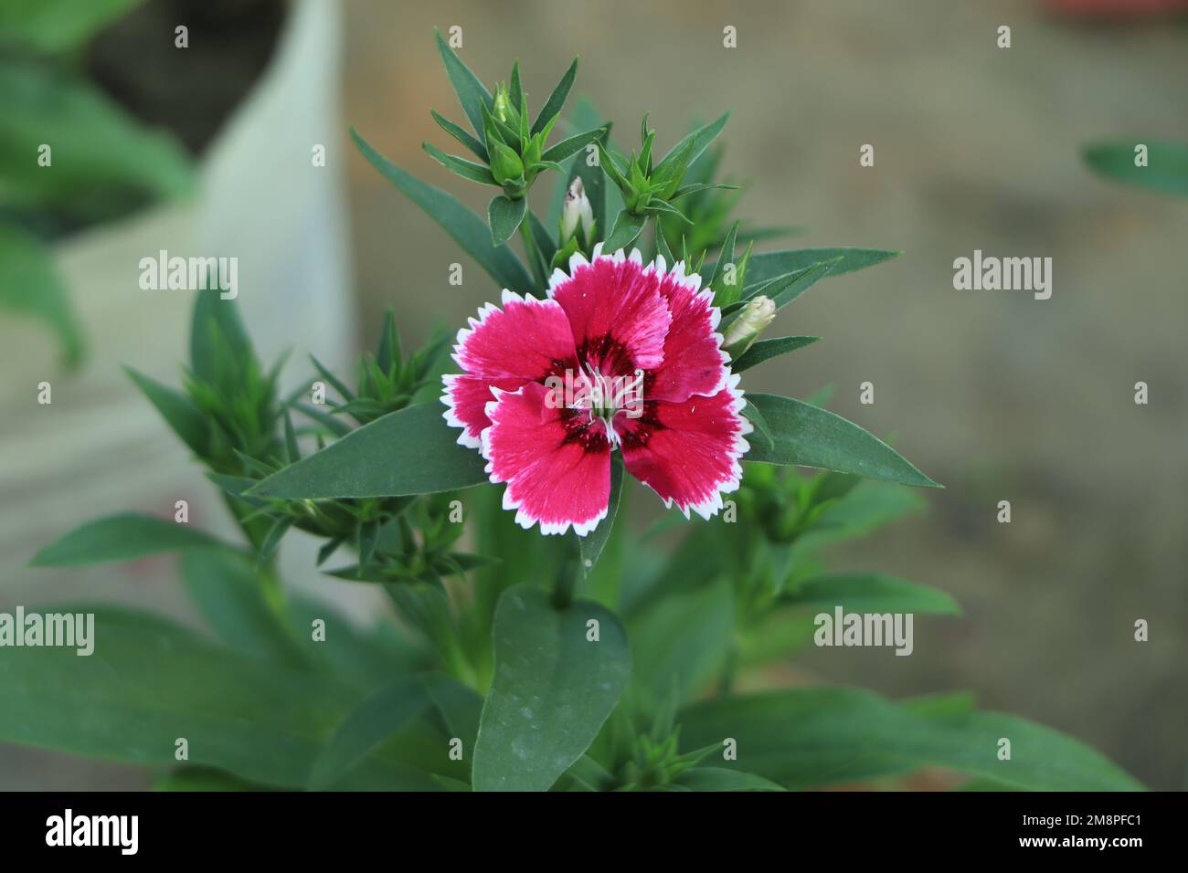 (Dianthus chinensis) ou fleur rose arc-en-ciel dans le champ naturel le jour ensoleillé. Banque D'Images