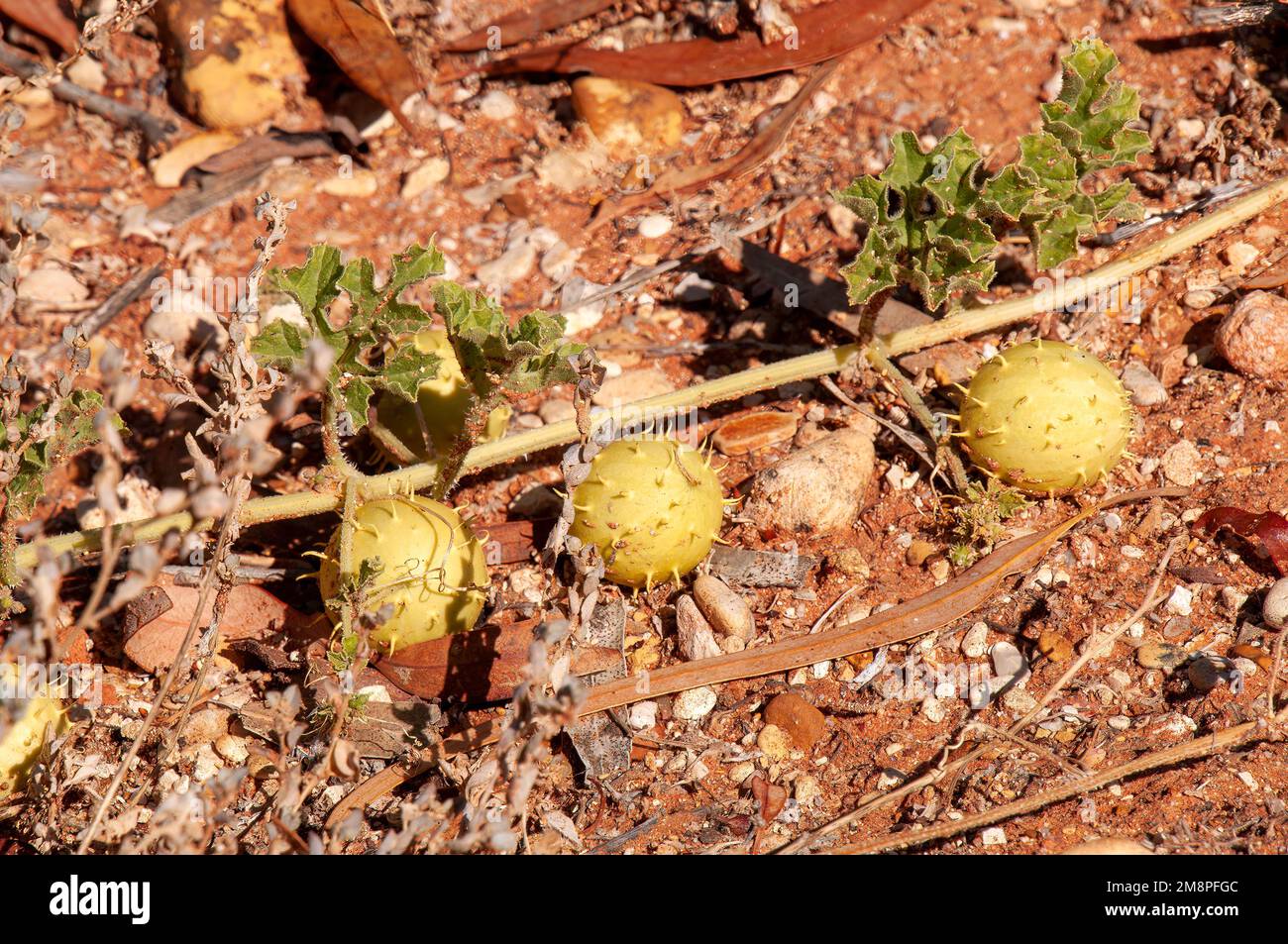 White Cliffs Australie, fruit d'un myriocarpus de cucumis ou de la pastèque est originaire de l'Afrique tropicale et australe. Banque D'Images