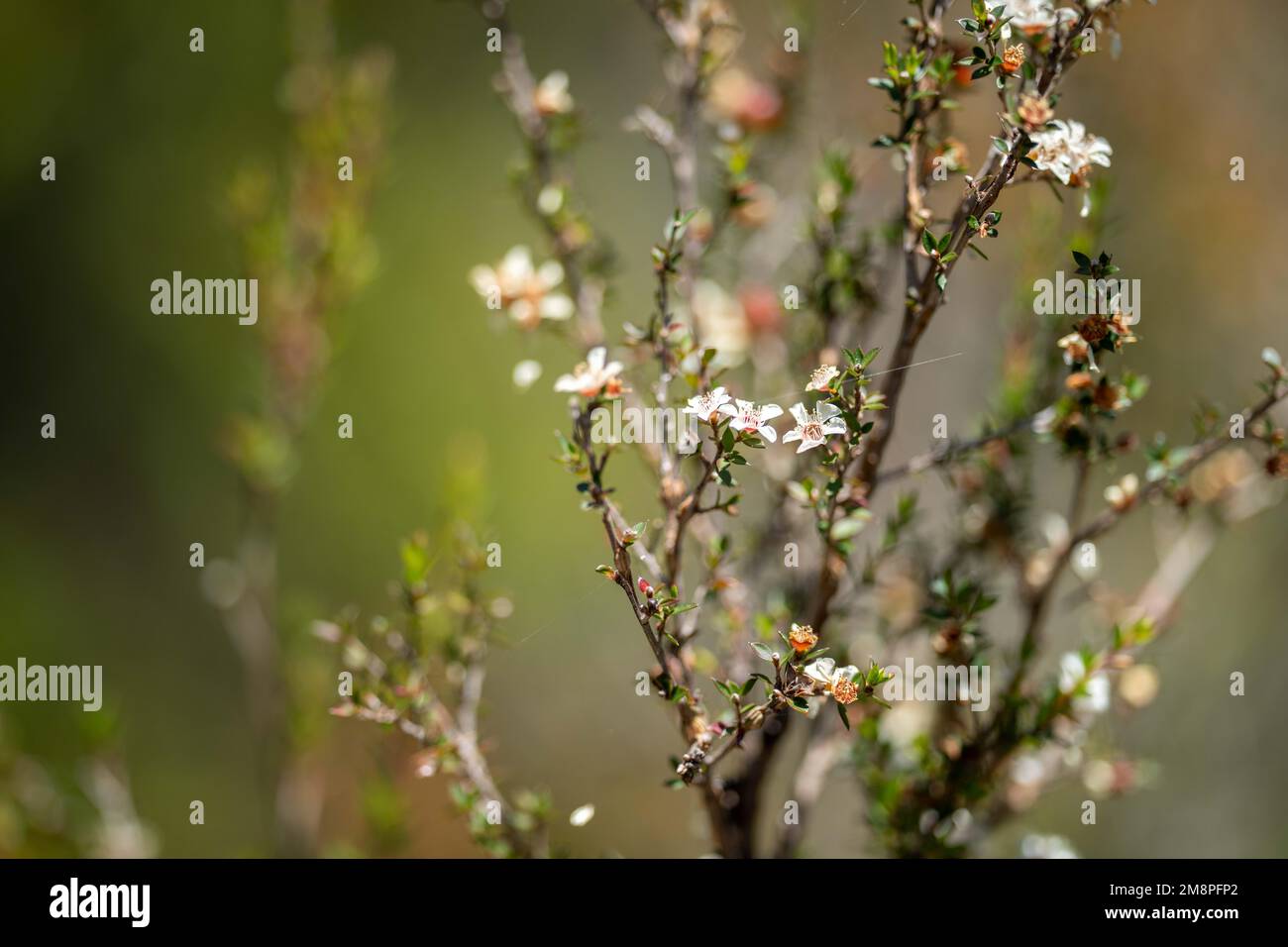 fleurs d'arbre de thé et graines en tasmanie australie en été Banque D'Images