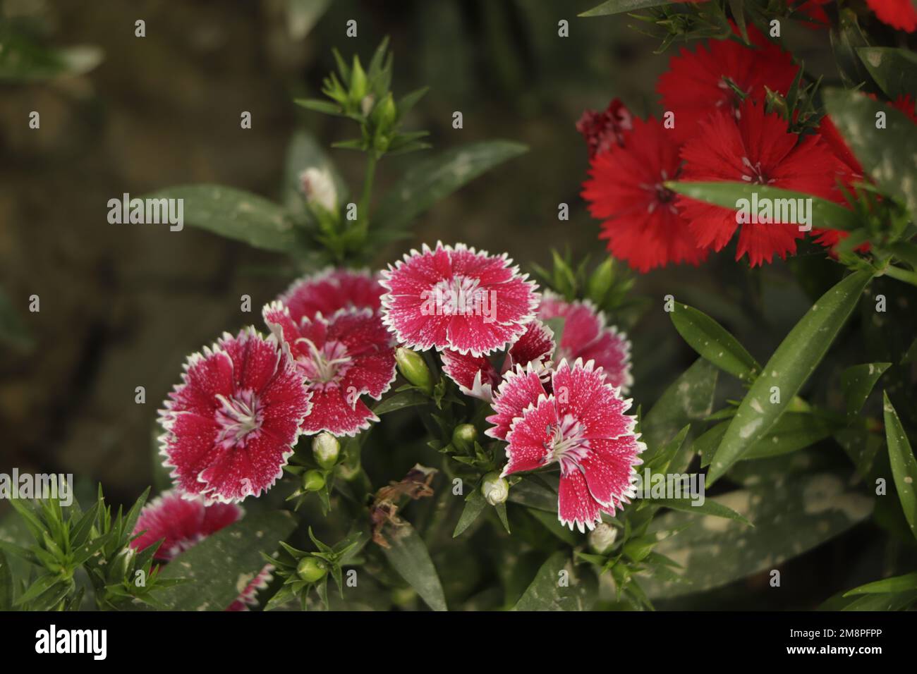 Gros plan sur le jardin de la belle fleur de Dianthus barbatus colorée Banque D'Images