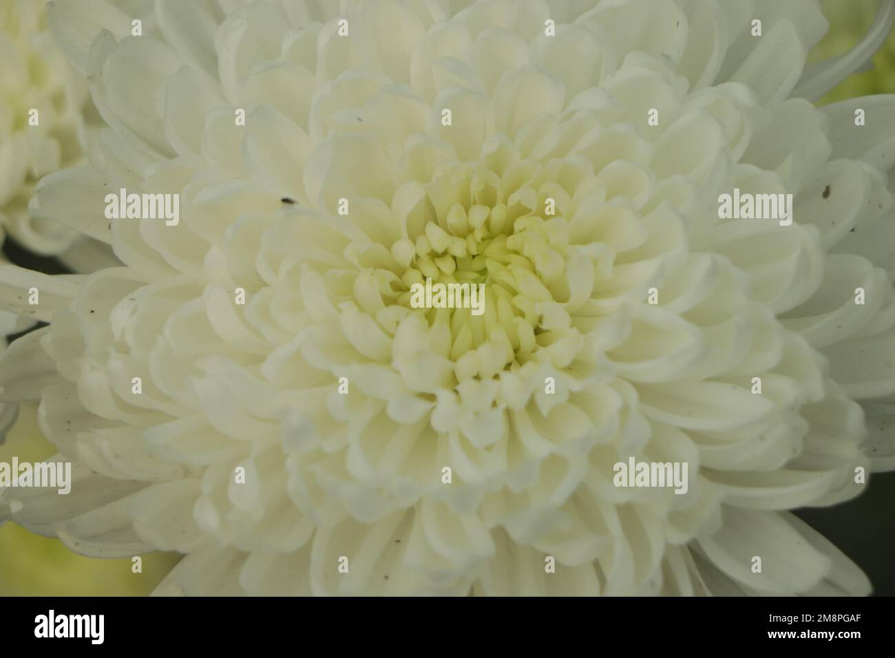 Fleur blanche de chrysanthème morifolium avec feuilles Banque D'Images