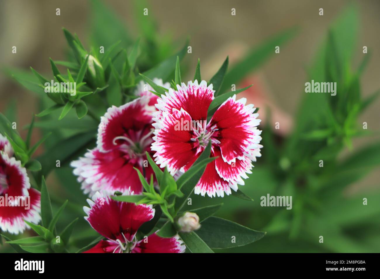 Fleur rose de Dianthus ou rose arc-en-ciel dans un jardin. Banque D'Images