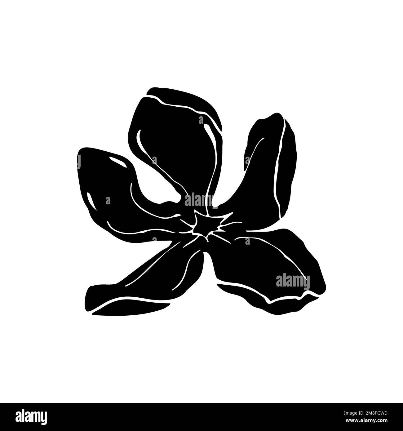Tête de fleur de Magnolia, éléments dessinés à la main pour la conception de la carte de mariage et inviter.isoler sur fond blanc Illustration de Vecteur Tête de fleur de Magnolia, éléments dessinés à la main pour la conception de la carte de mariage et inviter.isoler sur fond blanc Illustration de Vecteur