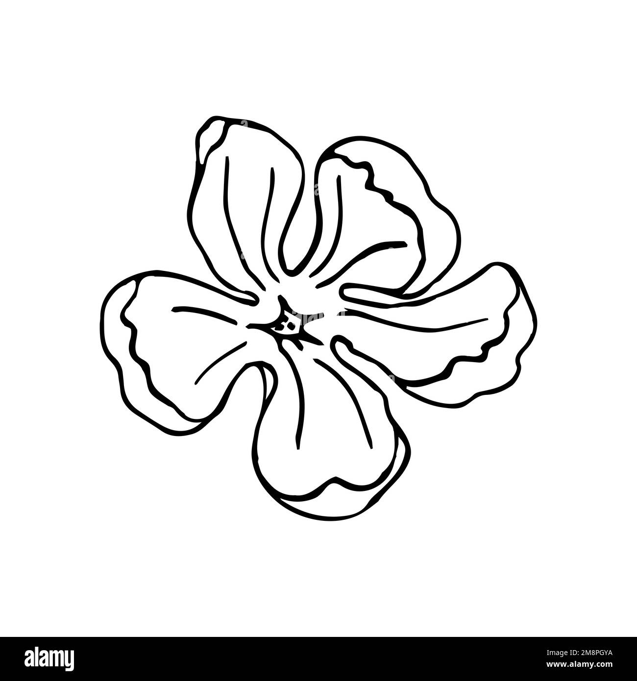 Tête de fleur de Magnolia, éléments dessinés à la main pour la conception de la carte de mariage et inviter.isoler sur fond blanc Illustration de Vecteur Tête de fleur de Magnolia, éléments dessinés à la main pour la conception de la carte de mariage et inviter.isoler sur fond blanc Illustration de Vecteur
