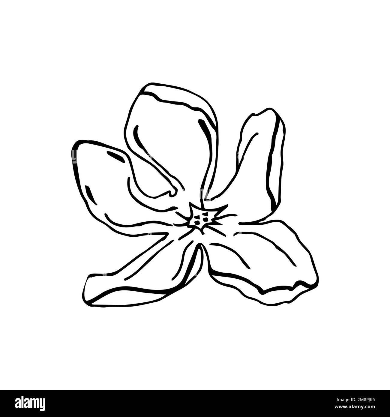 Tête de fleur de Magnolia, éléments dessinés à la main pour la conception de la carte de mariage et inviter.isoler sur fond blanc Illustration de Vecteur Tête de fleur de Magnolia, éléments dessinés à la main pour la conception de la carte de mariage et inviter.isoler sur fond blanc Illustration de Vecteur