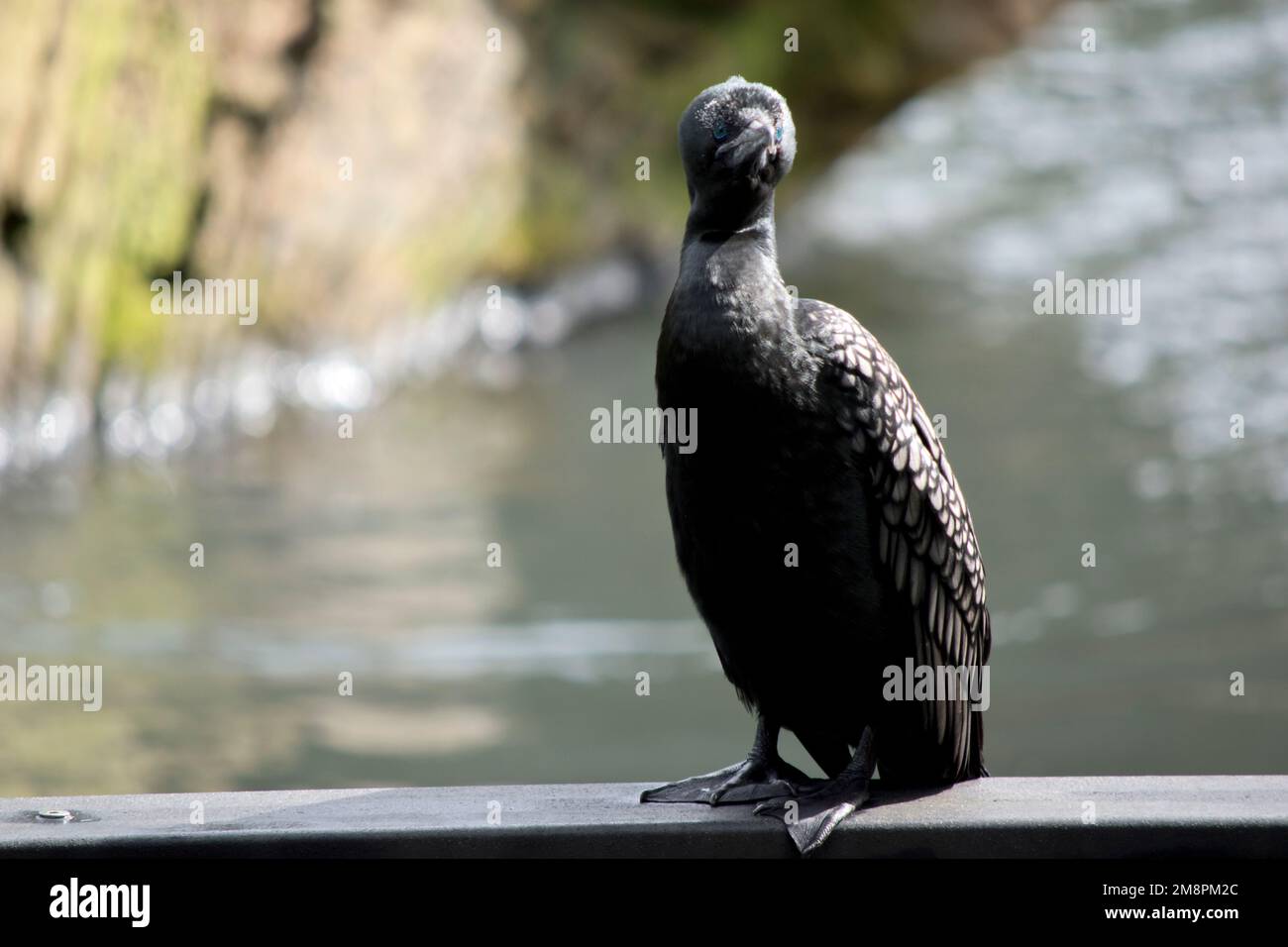le petit cormoran noir est perché sur le bord de la jetée Banque D'Images
