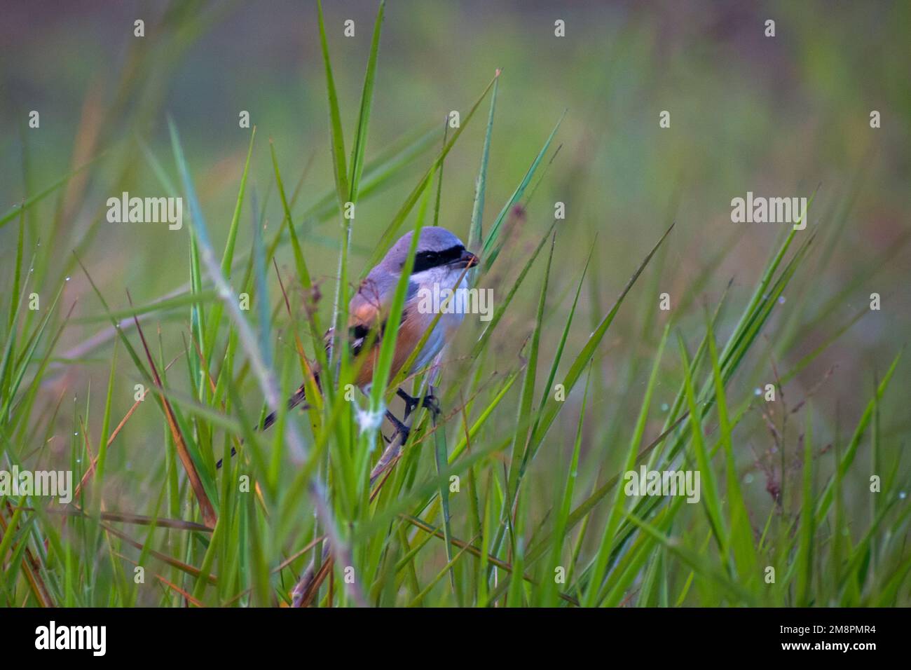 Un Shrike à longue queue perché sur une lame d'herbe au sanctuaire ornithologique de Bhigwan en Inde Banque D'Images