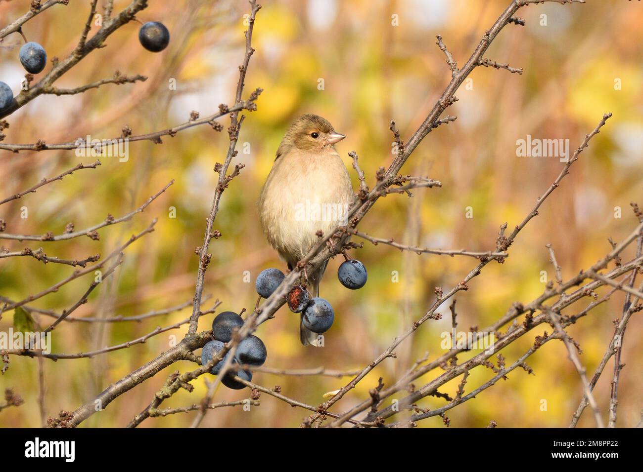 Chaffinch (femelle) perchée sur un prunier sauvage sous le soleil du début de l'hiver. Hertfordshire, Angleterre, Royaume-Uni. Banque D'Images