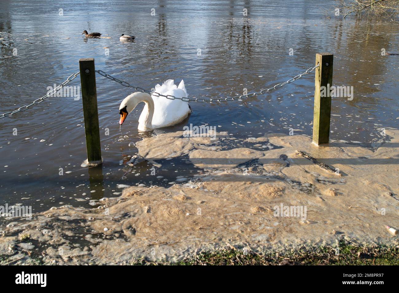 Datchet, Berkshire, Royaume-Uni. 15th janvier 2023. Un cygne recouvert de ce qui semble être un égout sur la Tamise. Une carte interactive de Thames Water montre que des eaux usées ont été émises dans la Tamise à Windsor, à proximité. Les groupes environnementaux demandent au gouvernement d'emprisonner les directeurs des compagnies d'eau polluante pour la poursuite des émissions d'eaux usées dans les voies navigables britanniques. Crédit : Maureen McLean/Alay Live News Banque D'Images