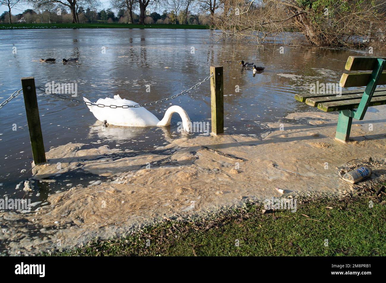 Datchet, Berkshire, Royaume-Uni. 15th janvier 2023. Un cygne recouvert de ce qui semble être un égout sur la Tamise. Une carte interactive de Thames Water montre que des eaux usées ont été émises dans la Tamise à Windsor, à proximité. Les groupes environnementaux demandent au gouvernement d'emprisonner les directeurs des compagnies d'eau polluante pour la poursuite des émissions d'eaux usées dans les voies navigables britanniques. Crédit : Maureen McLean/Alay Live News Banque D'Images