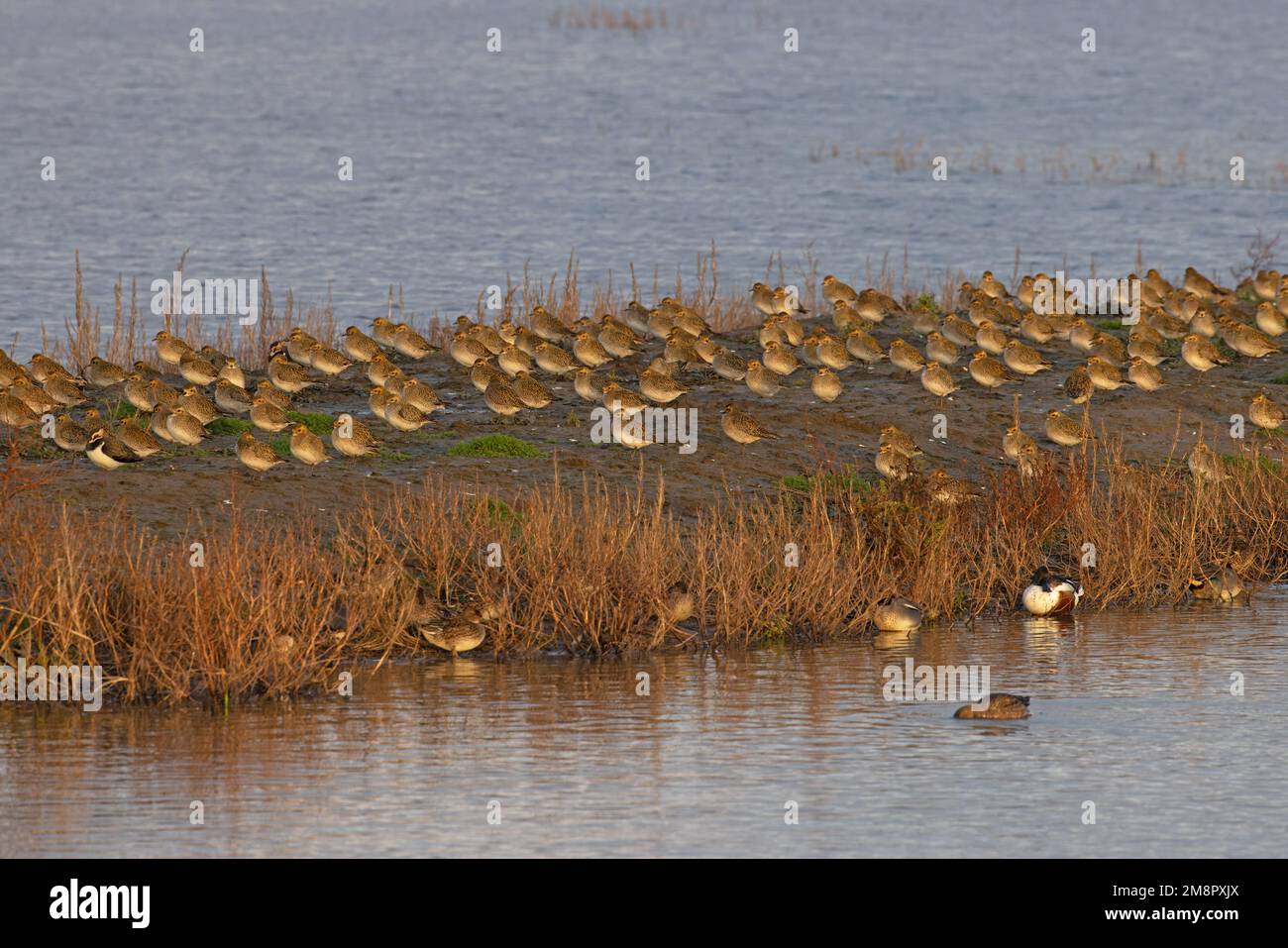 Golden Plover (Pluvialis abricaria) flocks rosting Norfolk UK GB décembre 2022 Banque D'Images