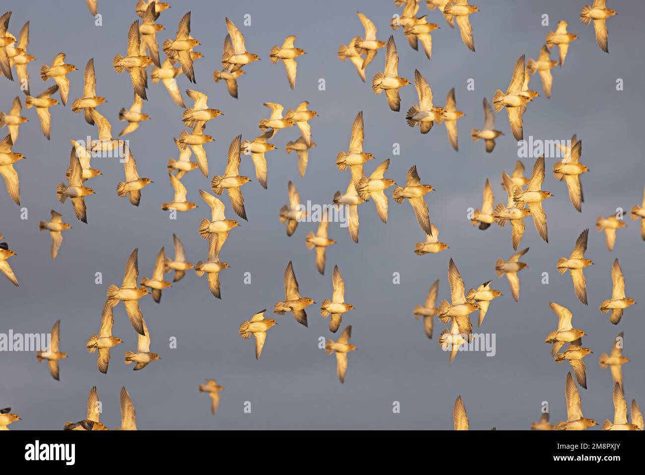 Golden Plover (Pluvialis abricaria) flops de vol Norfolk UK GB décembre 2022 Banque D'Images