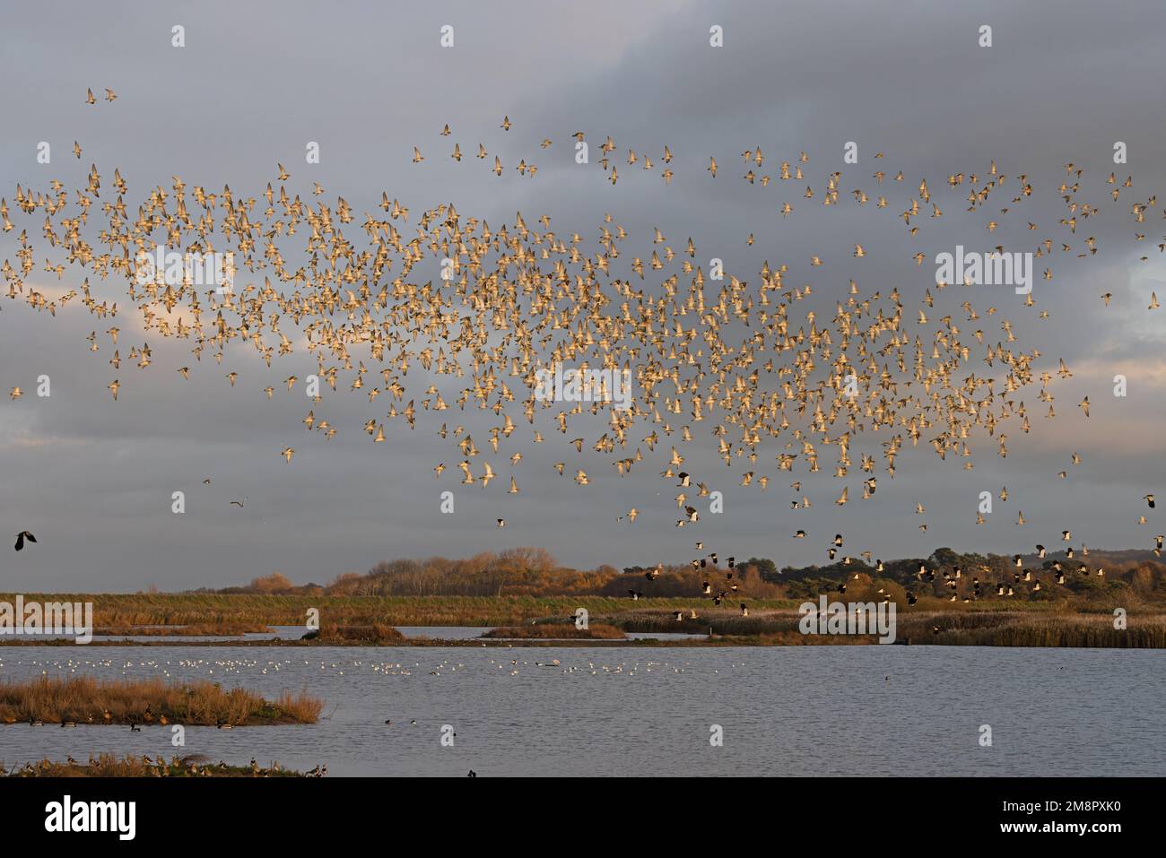 Golden Plover (Pluvialis abricaria) flops de vol Norfolk UK GB décembre 2022 Banque D'Images