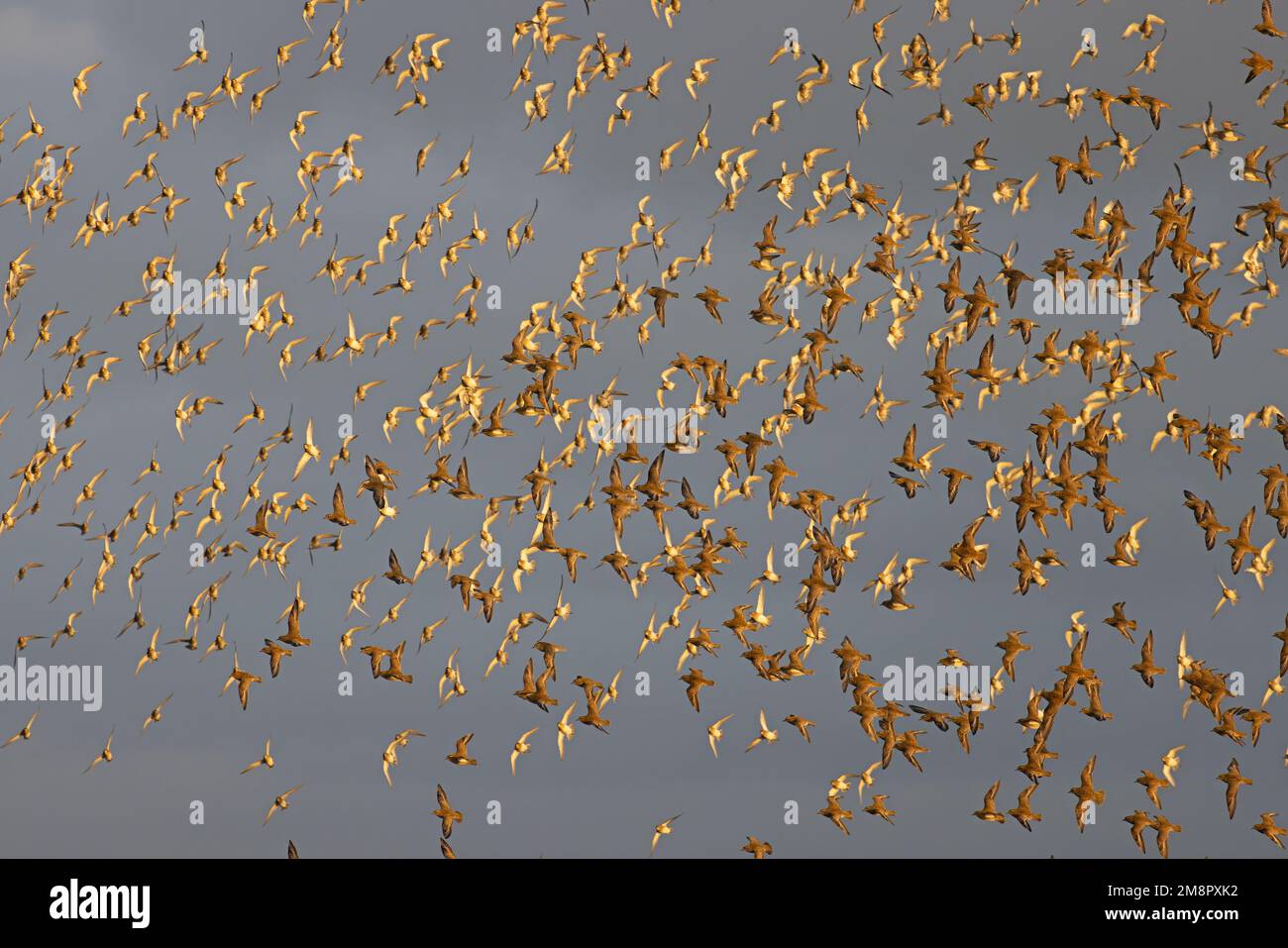 Golden Plover (Pluvialis abricaria) flops de vol Norfolk UK GB décembre 2022 Banque D'Images