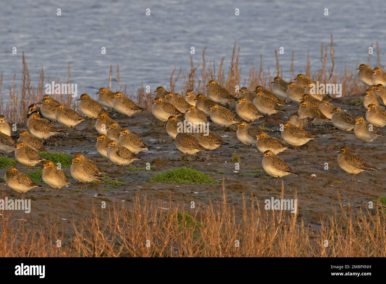 Golden Plover (Pluvialis abricaria) flocks rosting Norfolk UK GB décembre 2022 Banque D'Images