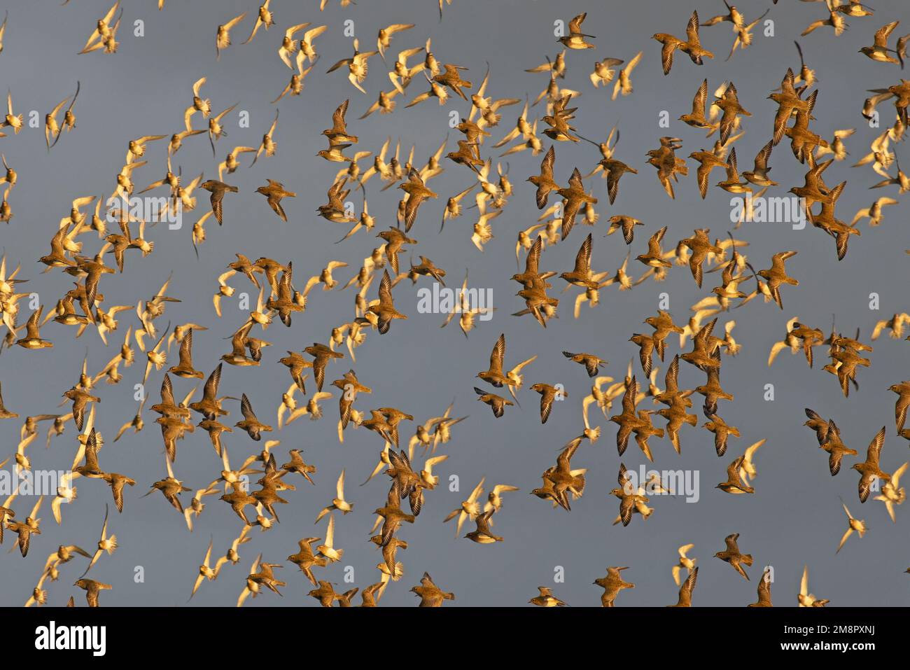 Golden Plover (Pluvialis abricaria) flops de vol Norfolk UK GB décembre 2022 Banque D'Images