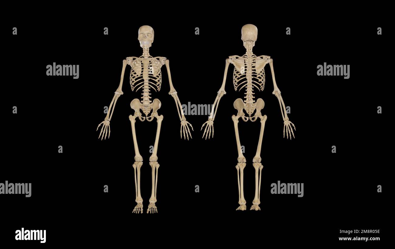 Vue antérieure et postérieure du système squelettique,rendu 3D Banque D'Images