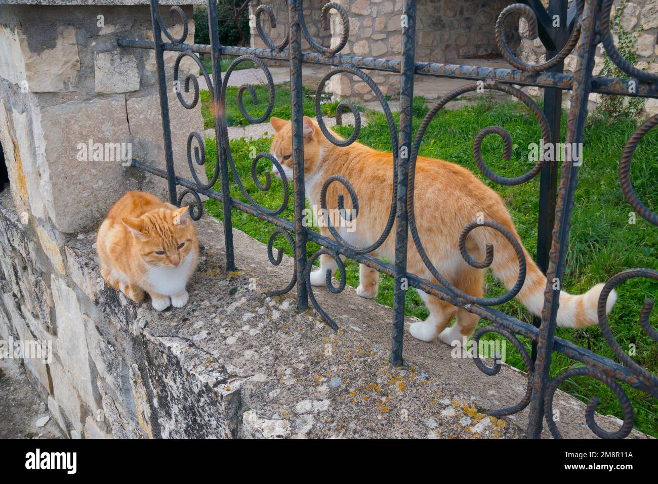 Deux chats isolés. Banque D'Images