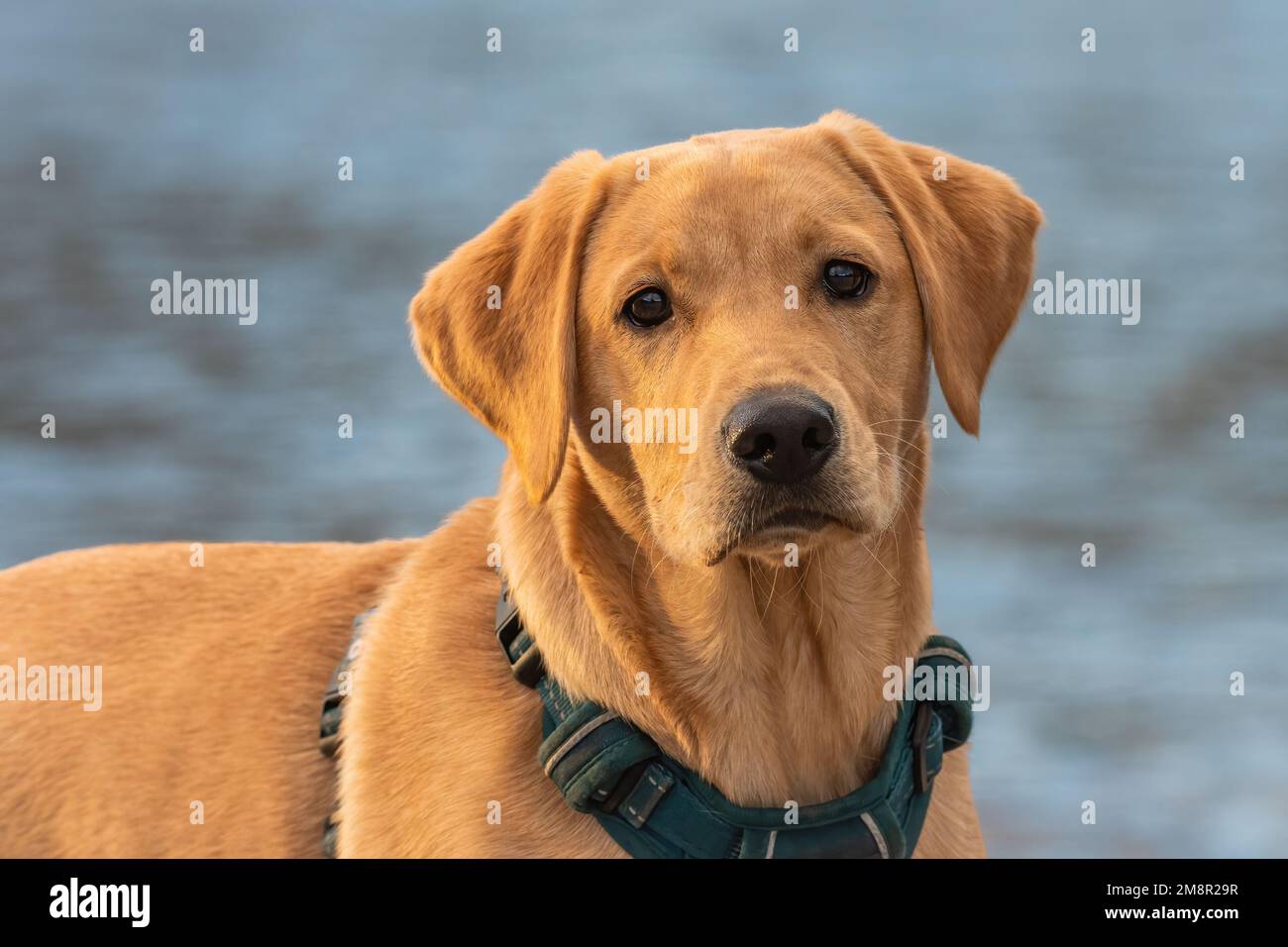 Portrait de Young labrador Retriever Banque D'Images