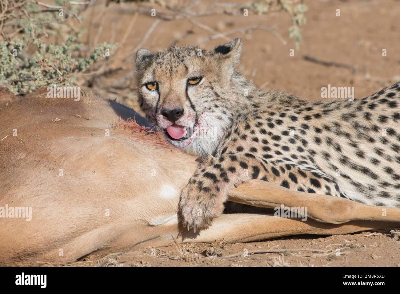 Cheetah (Acinonyx jubatus). Grand cub à la carcasse d'un impala mâle, tué par sa mère Banque D'Images