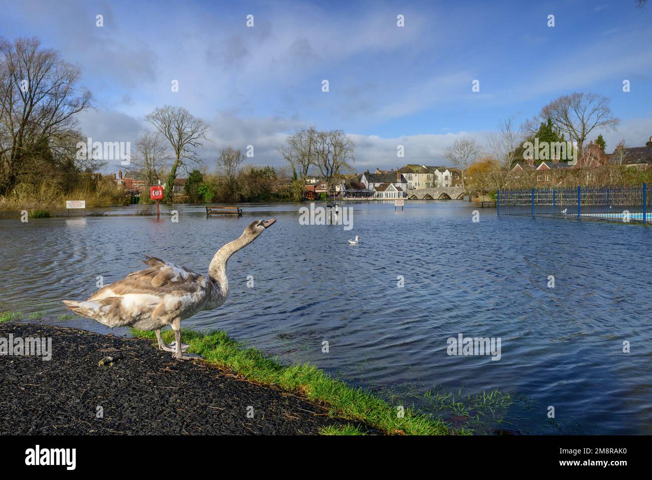Fordingbridge, Hampshire, Royaume-Uni, 15th janvier 2023, Météo : soleil sur les zones de basse altitude inondées. Les avertissements d'inondation couvrent les zones proches de la rivière Avon. Un cygne adolescent hante une nouvelle rive. Crédit : Paul Biggins/Alamy Live News Banque D'Images