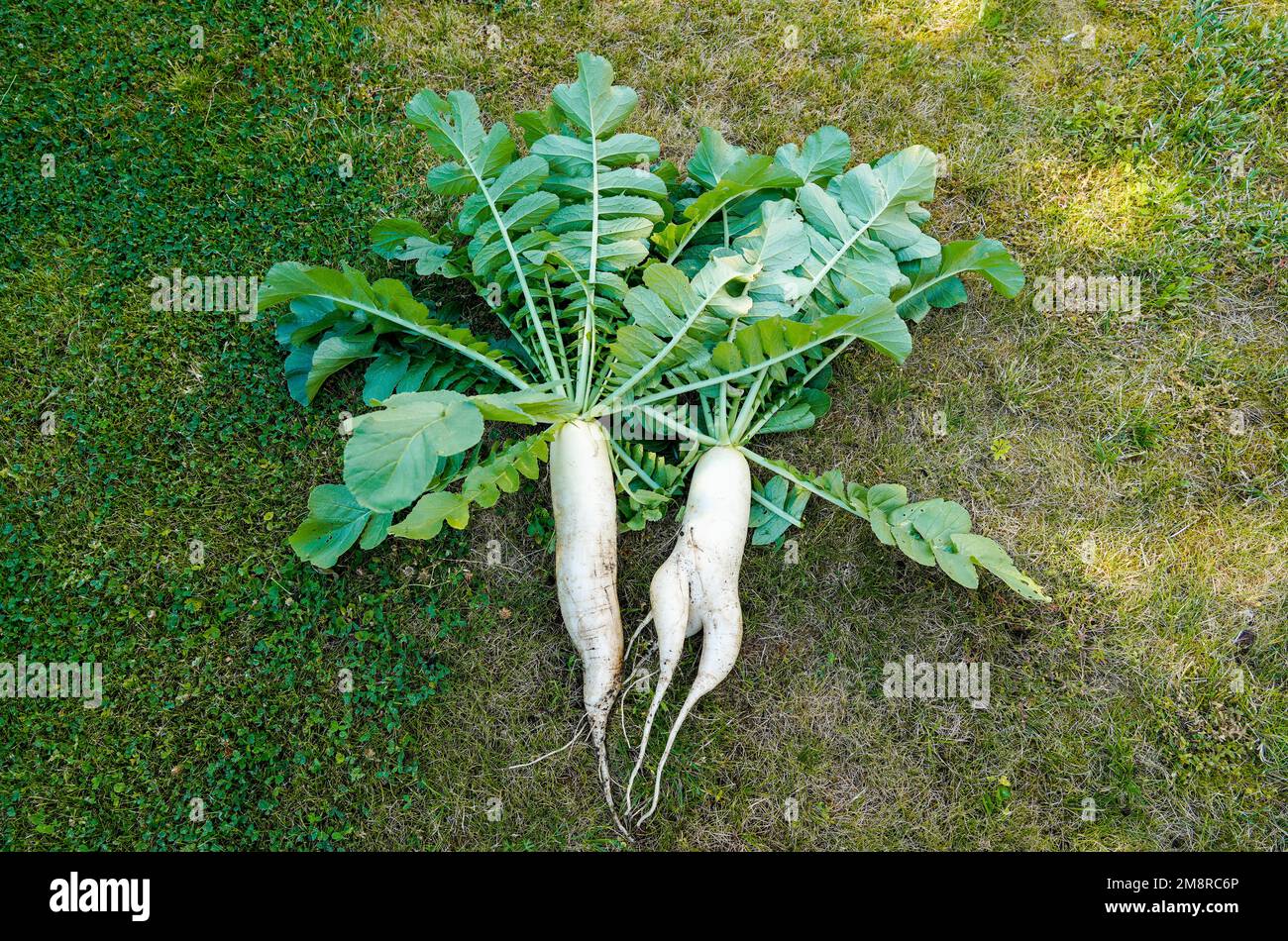 Radis blanc frais dans le lit de jardin. Raphanus. Légumes sains. Récolte. Banque D'Images