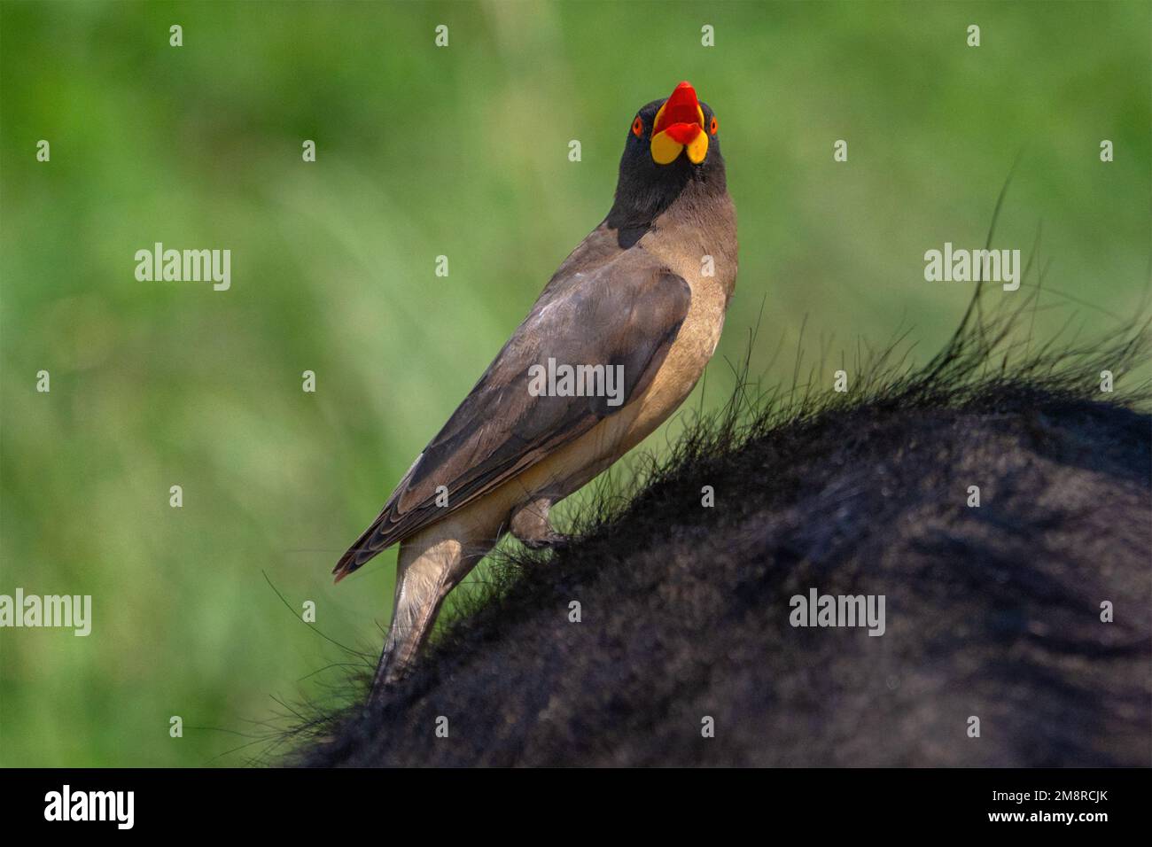 Oxpecker à bec jaune assis à l'arrière d'un Cape Buffalo. Banque D'Images