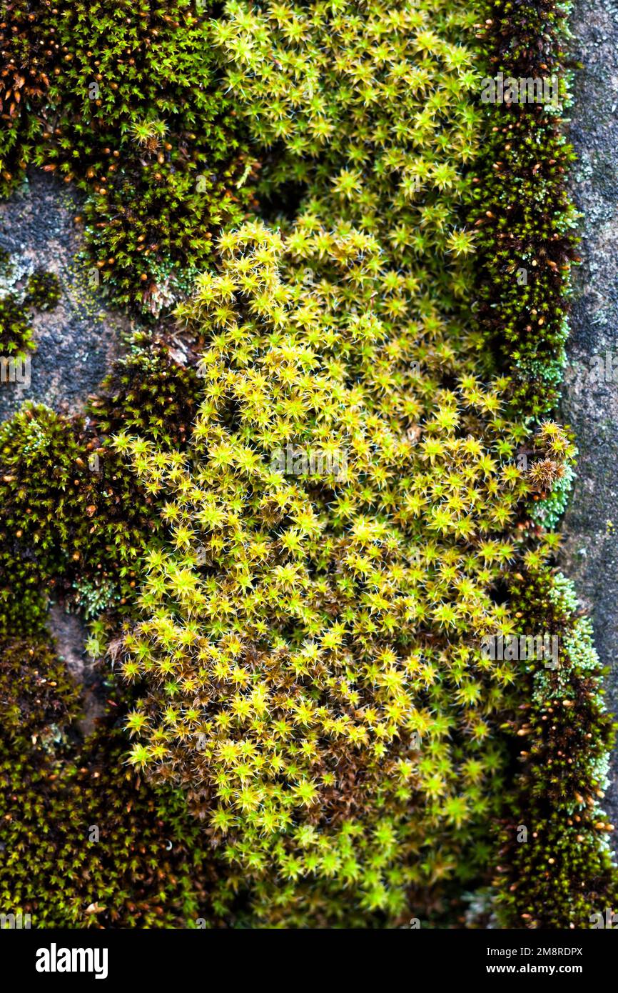 Gros plan de l'ancien toit en ardoise recouvert de mousse verte après la pluie.Texture de mousse verte, fond naturel Banque D'Images