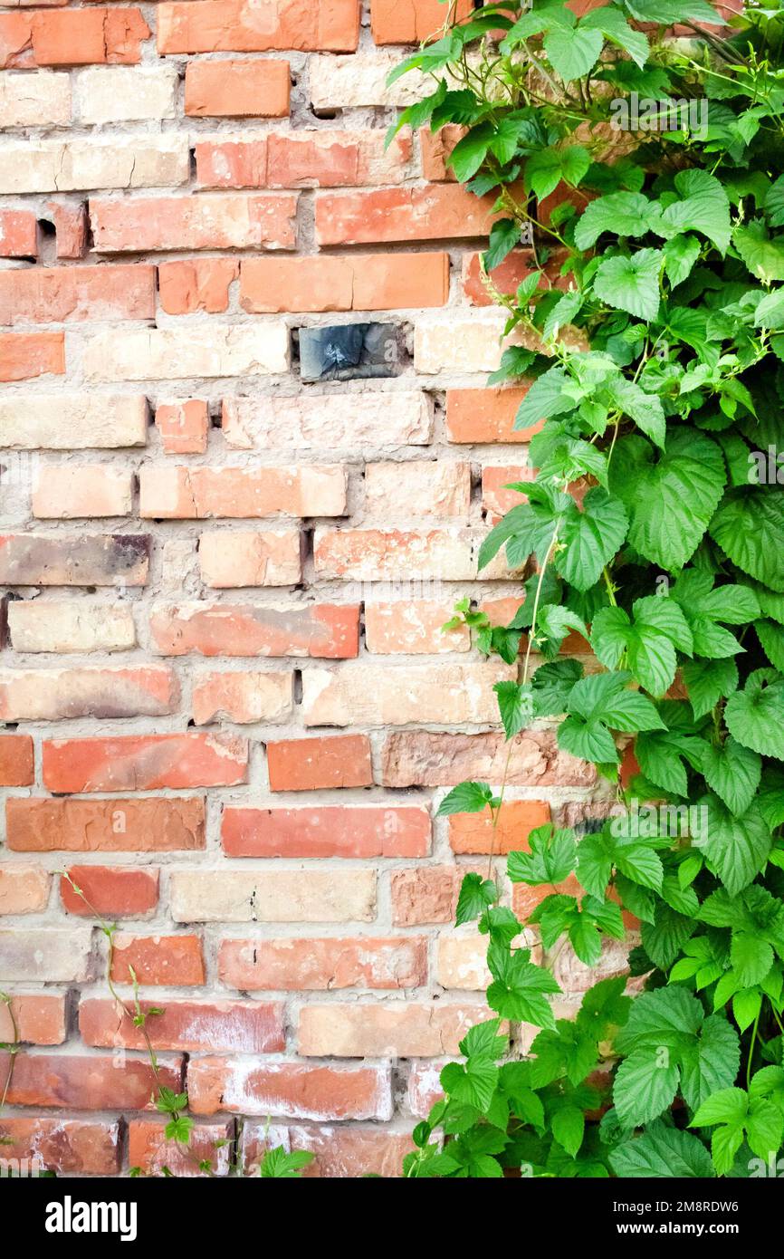 Plante de saut vert grimpant sur le vieux mur de brique. Copier l'espace. Concept de puissance de la nature Banque D'Images