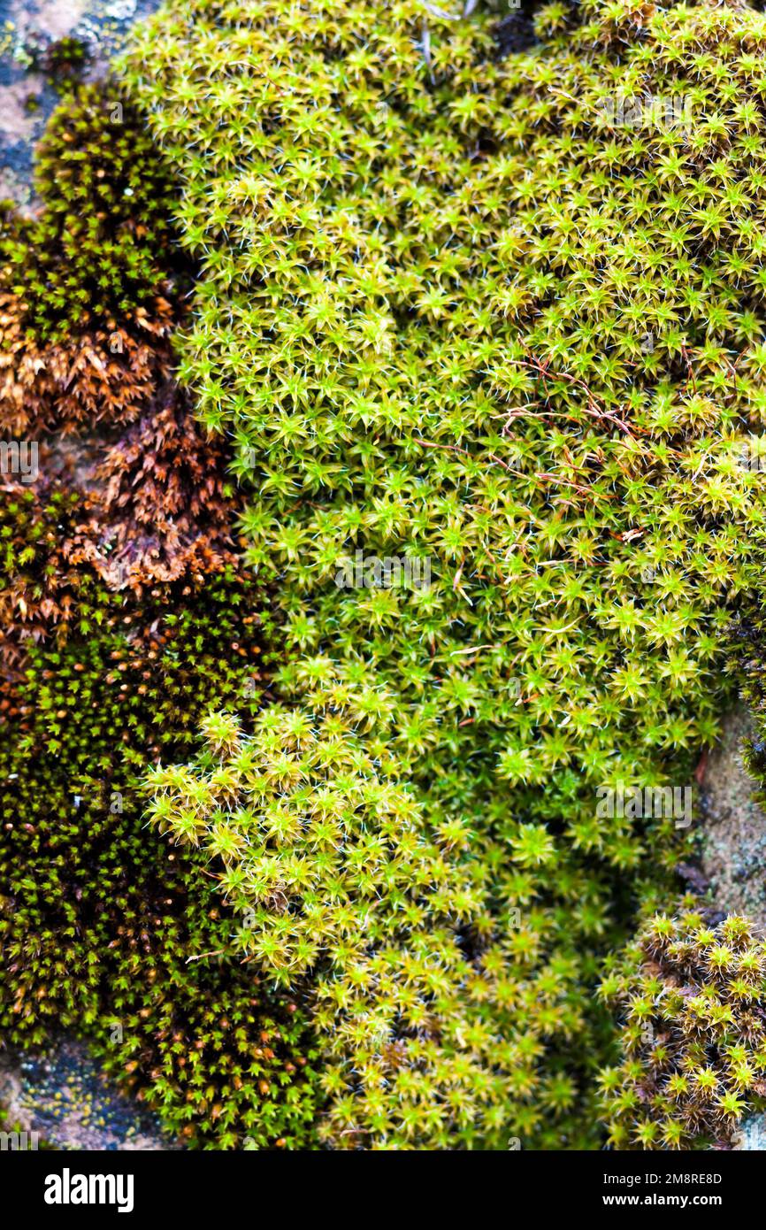 Gros plan de l'ancien toit en ardoise recouvert de mousse verte après la pluie.Texture de mousse verte, fond naturel Banque D'Images