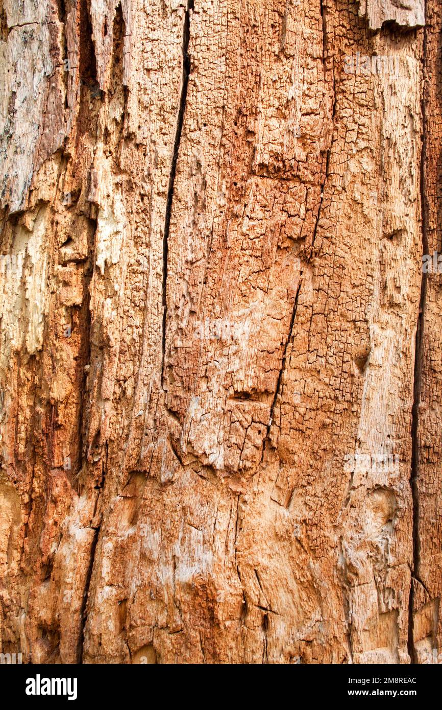 Texture du vieux bois d'arbre sans écorce Banque D'Images